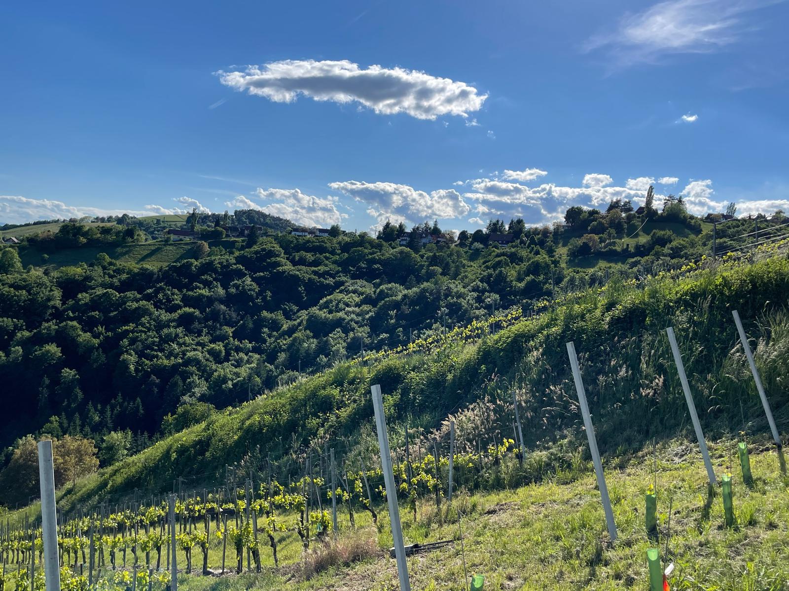 Weinberge des Weingut Wutte mit Blick über die Südsteiermark